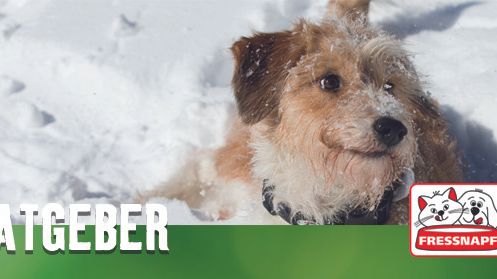Fressnapf-Tierratgeber 01/2019:Hundesenioren im Winter