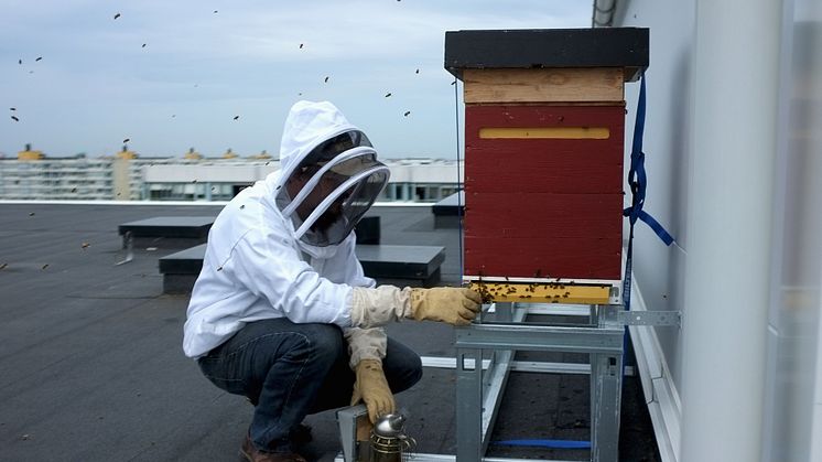 Miljöprisade Brf Hilda installerar Malmös högst placerade bikupor