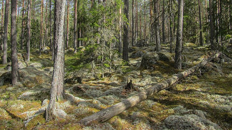 Nya naturreservat i Borlänge och Falun