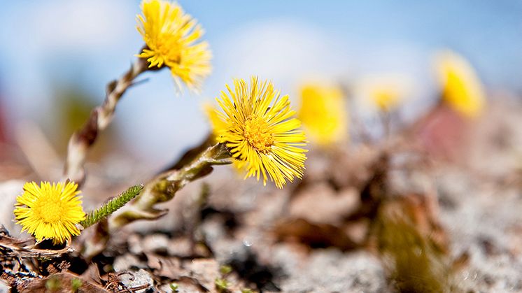 Tussilagons blomning i Norrlands inland har i år begränsats av att det fortfarande finns mycket snö. Foto: Gert Olsson/Scandinav