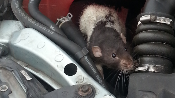 Rat discovered in engine bay
