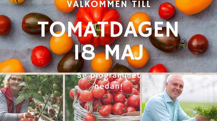 Möt bl a tomatodlare Annicka Assarsson denna växthusdag. Alvar Kårfors visar sina fantastiska odlingar av basilika, koriander, dill...