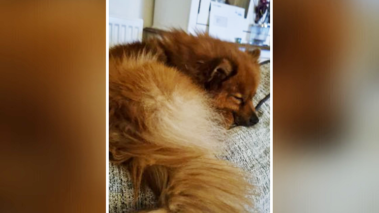 Appeal after dog reported stolen