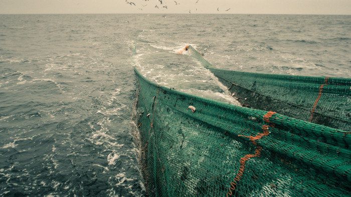 HaV ger tre miljoner kronor till att utveckla nya selektiva fiskeredskap