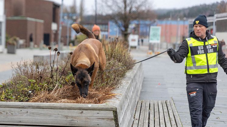 Hunden Ninja med hundförare Roger Hammarström letar narkotika. Foto Ulrika Evenås