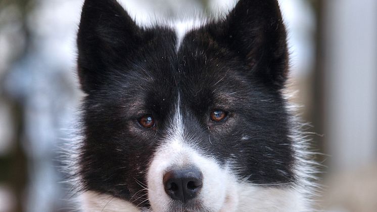 canadian-eskimo-dog-porträtt2
