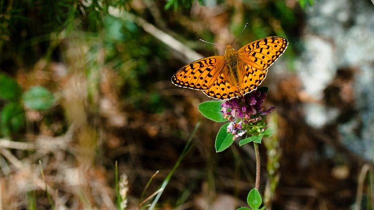 Dark green fritillary (Speyeria aglaja) is a species for which local extinctions have been linked to a warming climate. Photo by Alistair Auffret.