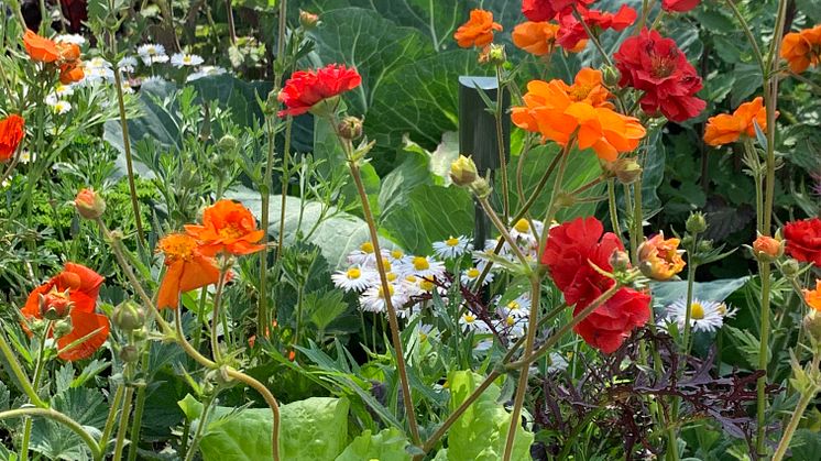 Att samplantera grönsaker, kryddväxter, sommarblommor och perenner är både vackert och gott! Foto: Erika Wallin