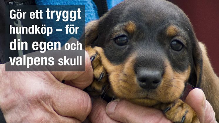 Se upp för olagligt införda hundvalpar