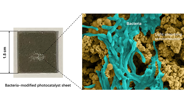 Photocatalyst sheet containing light-absorbing particles and bacteria