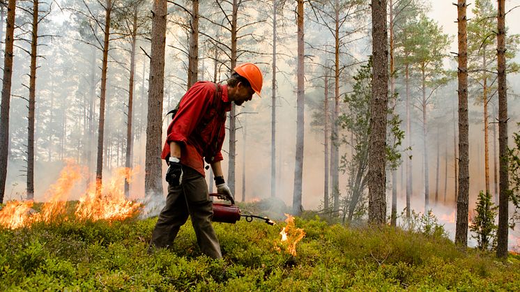 I Södra er det helt normalt at brænde dele af skoven af, og det er helt nødvendigt for at bevare og fremme særlige arter. Det er ansvarlig skovdrift i biodiversitetens navn. 