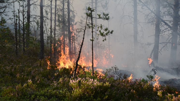 När skogsbränder riskerar att bli vanligare behöver samhället ha bättre planer för att möta klimatförändringar.