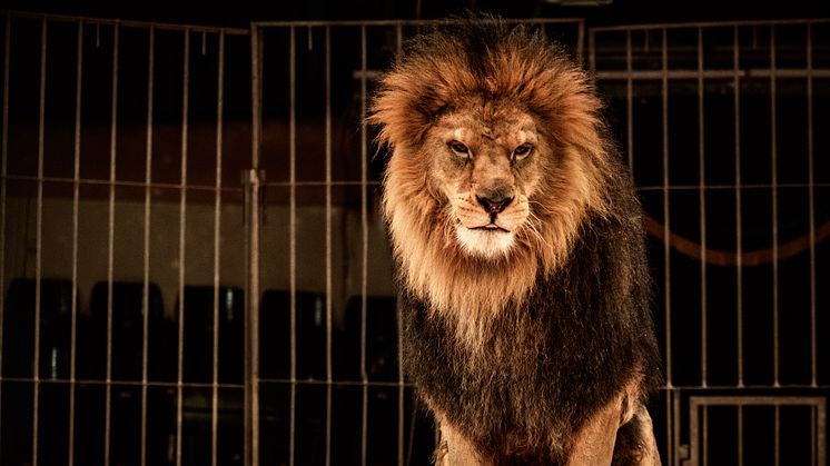 COMMENT: In defence of Britain’s last lion tamer