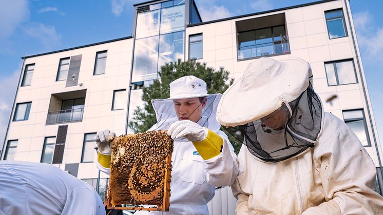 HSB Living Lab och TietoEVRY skapar ett nätverk av uppkopplade bikupor