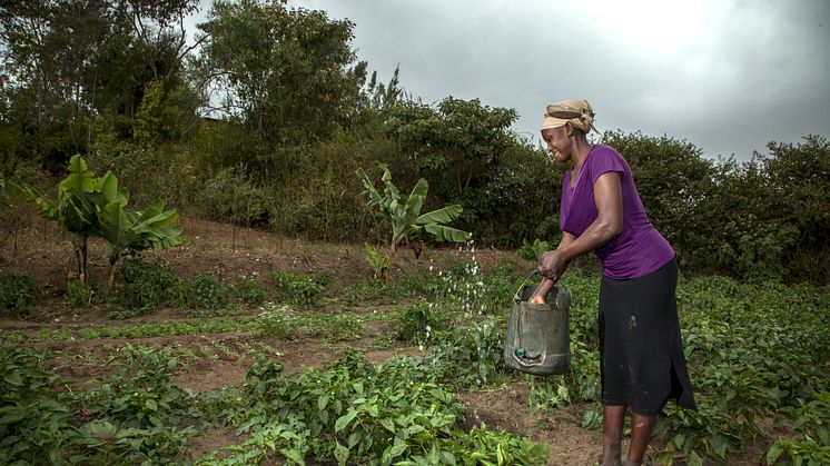 Entreprenören Alice Nduku bevattnar sin odling i norra Kenya. 