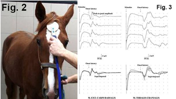 Coil som placeras på hästens skalle under TMS-testet, samt registrering av elektriska impulser som anländer i framben och bakben. Källa: Ghent University