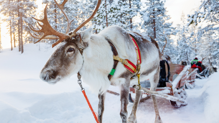 EXPERT COMMENT: Is Santa’s sleigh zero carbon? The answer lies in reindeer poo