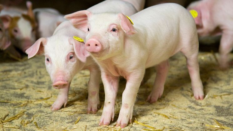 Nye digitale muligheder udbredes til de danske griseproducenter af Danish Agro og Vilomix