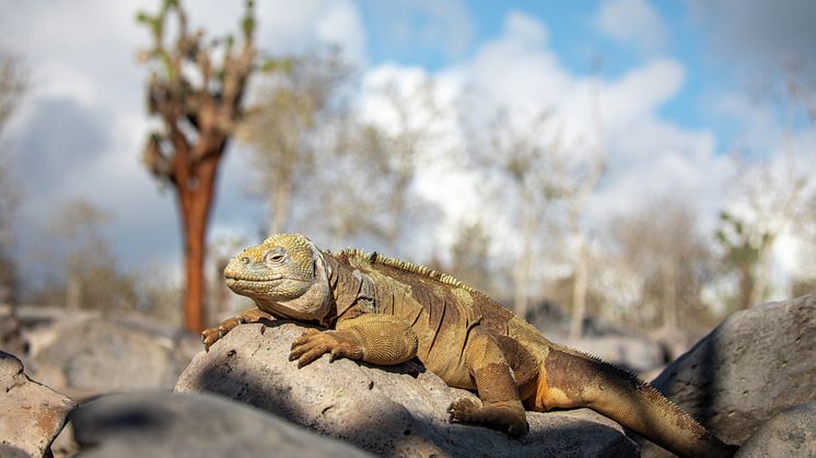 The Galápagos, unlike any other place on Earth. Photo: Ashton Ray Hansen
