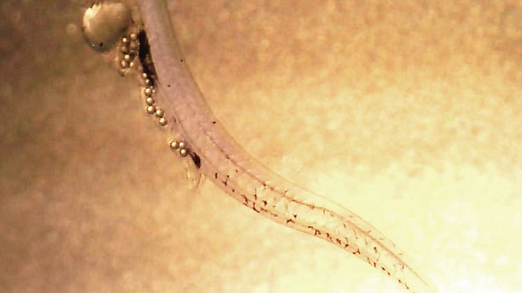 Fisklarv från Östersjön med magen full av plast