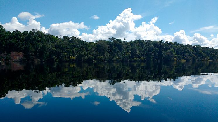 I en ny studie har forskare, bland annat från Linköpings universitet, funnit att träd i Amazonas är en stor källa till metanutsläpp.