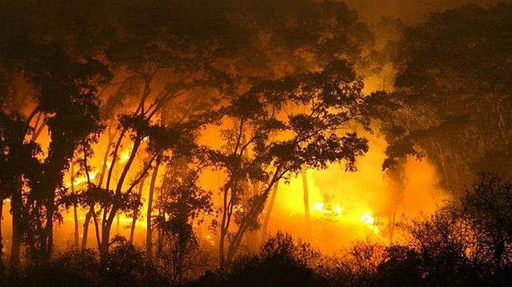 Sidste år brændte enorme områder med tropiske skove i Sydamerika - i år ser det ud til at blive mindst lige så slemt. Foto af CIPCA, Bolivia