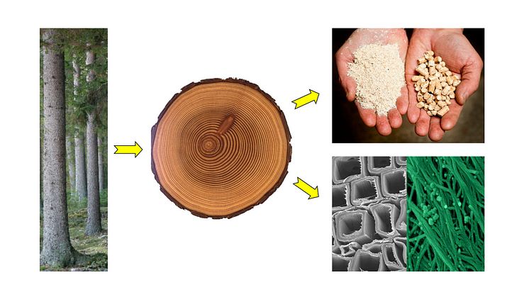 SLU satsar på biobaserade material och bränslen. Nedan till höger syns cellväggar hos gran samt cellväggarnas yttre struktur. Preparaten har delignifierats (saknar lignin), och avbildats med svepelektronmikroskop.