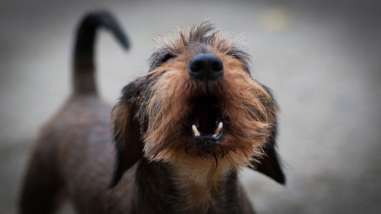 Främmande hundar som hälsar i koppel och främmande hundar som möts inne i en rastgård är två exempel på situationer där risken för missförstånd är stor. Foto: Sveland Djurförsäkringar