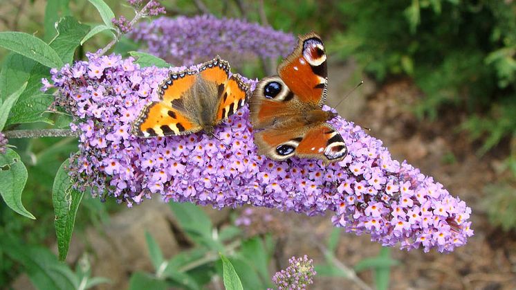 Tio tips och tricks med exempel på vackra blommor som boostar energin för fjärilar och bin!