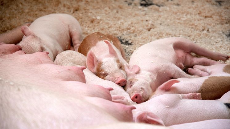 Norsk svinekjøtt har mindre CO2-utslipp enn alle andre typer kjøtt, inkludert flere typer plantebaserte kjøtterstattere. Ved bruk av mer norskprodusert fôr kan den norske grisen bli enda mer klimavennlig.