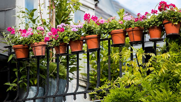 Förvandla din balkong till en blommande oas med hjälp av svenskodlade växter!