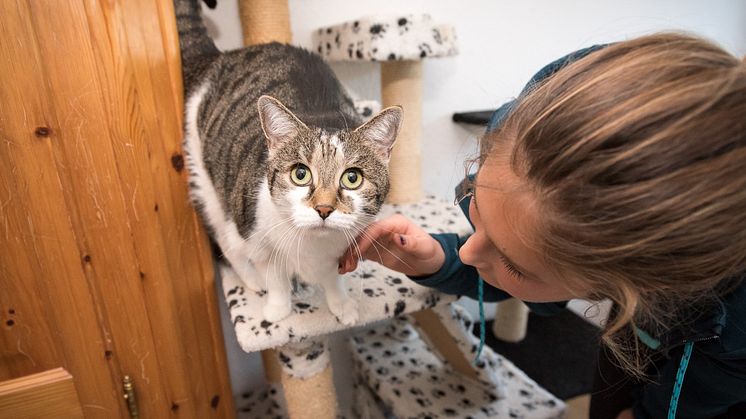 "tierisch engagiert"-Award: 5.000 € für die Katzenhilfe Karlsruhe