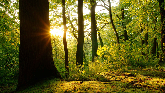Bokskogens dag uppmärksammas söndag den 5 september med en heldag i bokskogen i Torup.