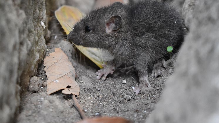 Rotter og mus er skadedyrene som står for de største skadene i norske hjem. 