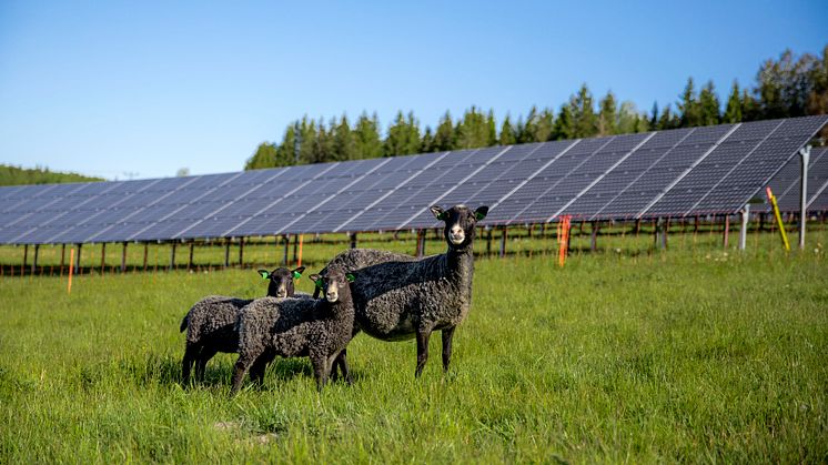 I Solhagen i Torphyttan går fåren och betar bland solpanelerna. Foto: Linde energi.