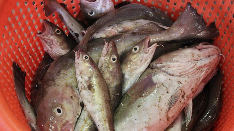Minskat fisketryck i Europas havsområden 