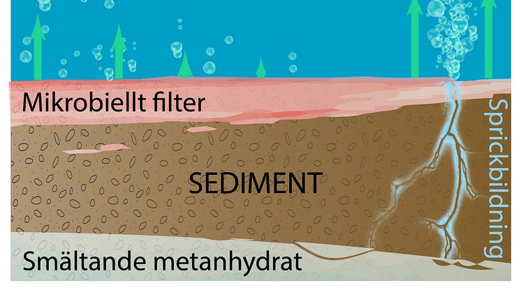 Metan passerar förbi det skyddande mikrobiella filtret då mängden metan plötsligt ökar i sedimenten på grund av global uppvärmning och smältande metanhydrat. Illustration: Christian Stranne