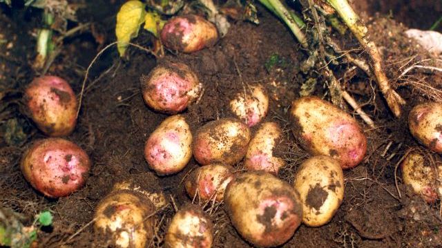 Inventering i fält och på potatisknölar är en viktig åtgärd är en viktig åtgärd – både för att upptäcka nya fall och för att öka kunskapen om hur rotgallnematoderna sprider sig och hur de kan bekämpas effektivt.  Bild: Conny Thålin.