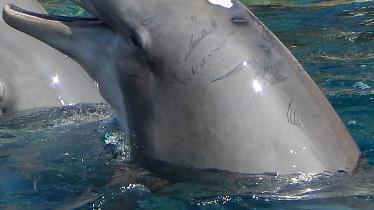 Psychopharmaka bei Delfinen - „Tiergartendirektor nach Höhenflug auf Parterre“