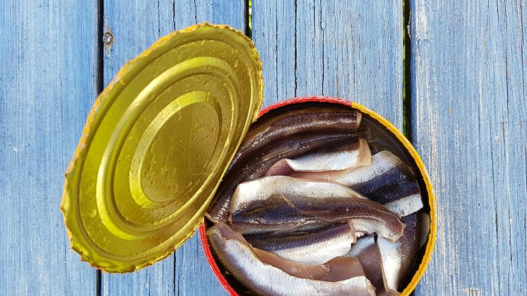 Surströmming produceras längs hela norrlandskusten i ett tätt samarbete med småskaligt kustnära fiske. Kraven på råvaran är mycket specifika. Foto: Mathias Darmell/Mostphotos