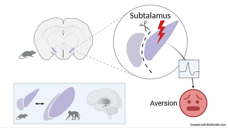 Subtalamiska kärnan ligger djupt inne i hjärnan hos möss och primater. Studien visar att stimulering av subtalamiska kärnan orsakar aversion och att nervceller i hjärnans aversionssystem aktiveras. Fynden kopplar ihop subtalamus med depression.