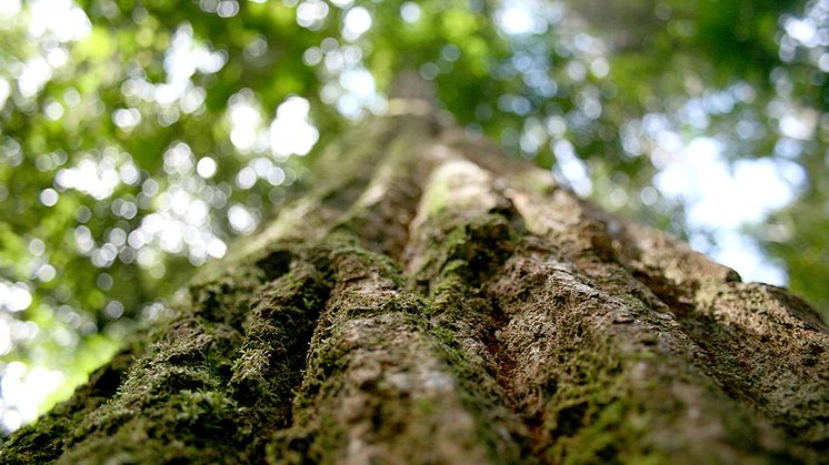 Ny metod mäter skogsbrukets påverkan på biologisk mångfald