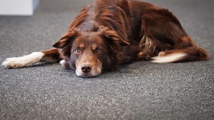 Hundar som visar tecken på oro och lämnas ensamma riskerar att utveckla ensamhetsfobi. Foto: Sveland Djurförsäkringar