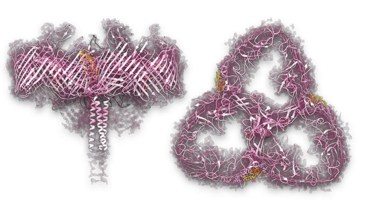 Strukturen för SDBC med dess typiska treporiga organisation och ligander, sett från sidan (vänster) och uppifrån (höger). I rosa markeras komplexets yta som, på grund av närvaron av deinoxantin och naturliga lipider, fungerar som en skärm. 