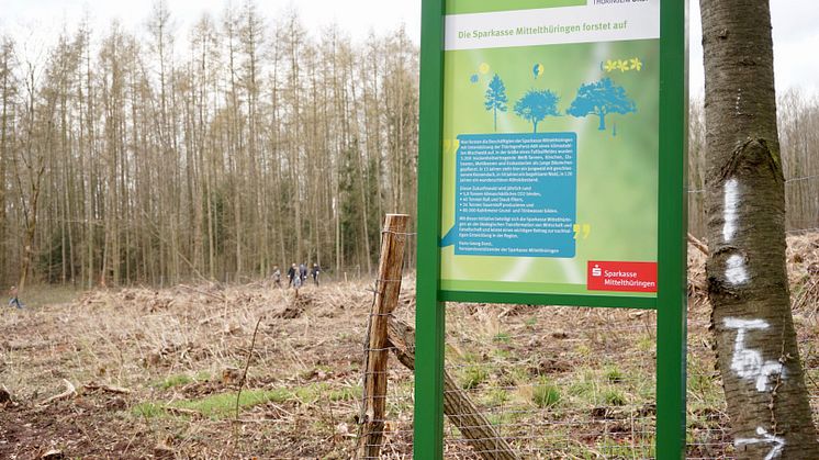 Unweit von Rastenberg pflanzt die Sparkasse in Kooperation mit dem ThüringenForst einen Tannenmischwald auf einer Fläche von 0,8 Hektar.