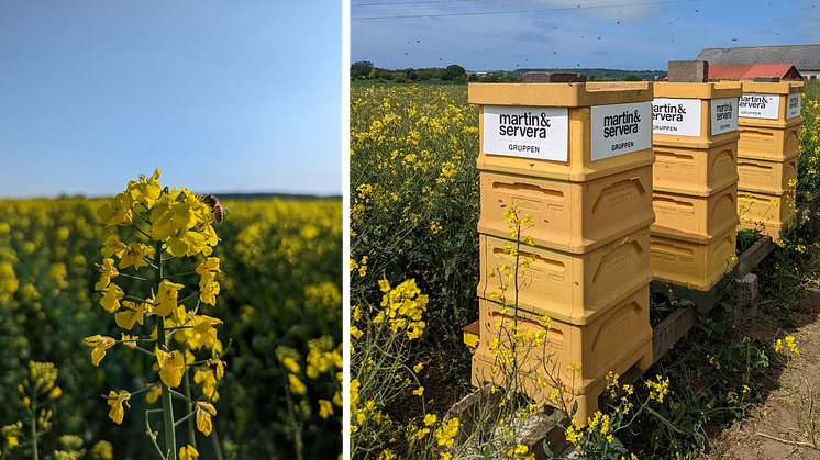 Bilder på bikupor och bin vid rapsfält/pressbilder från Beefarm.
