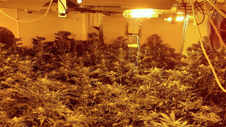 Jailed cannabis gardener tried to hide amongst plants