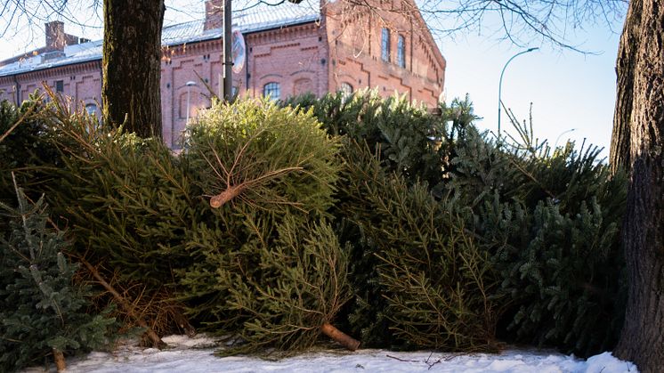 44 809 juletrær ble samlet inn i januar fra 1030 hentesteder