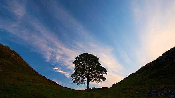 Early morning sun shines down on Sycamore Gap, one of the iconic sites of Hadrian's Wall (and also famous from its starring role in the 1991 film Robin Hood: Prince of Thieves). Photography by Simon Bradfield.