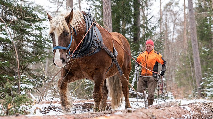 Landwirt Manfred Schmid aus Königsdorf mit seinem Rückepferd Felix in einem Waldgebiet in der Pupplinger Au. Der achtjährige Wallach zieht gefällte Baumstämme bodenschonend aus dem Wald.
